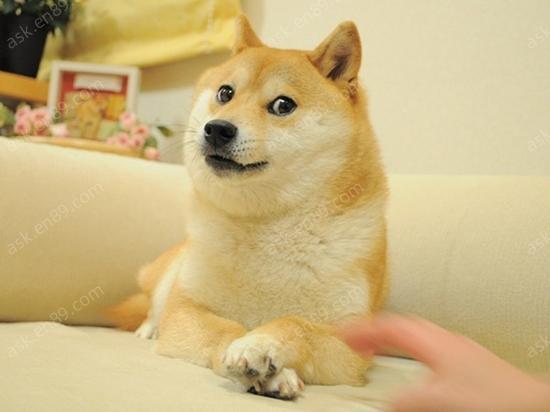 为什么单身要叫单身狗,而不是单身猫,单身猪?